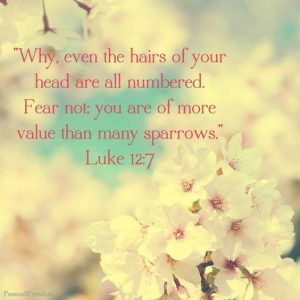 AshleyVarner.com | even the hairs on your head are numbered Luke 12:7